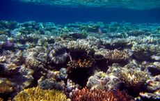 Article Image for Choosing Reef-Safe Sunscreen to Protect Ocean Life