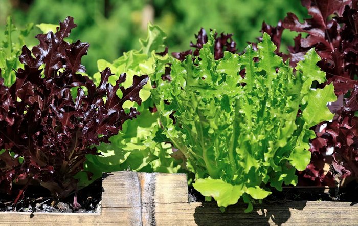 Article Image for Plant-Based Nutrition Trends in the Wellness World